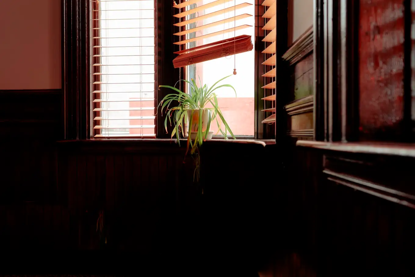 A spider plant in a window of the firm's Moncton office